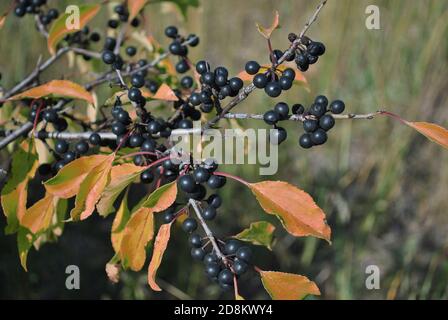 Prunus padus (bird cherry, hackberry, hagberry, Mayday tree) branches with black berries and yellow leaves on blurry background Stock Photo
