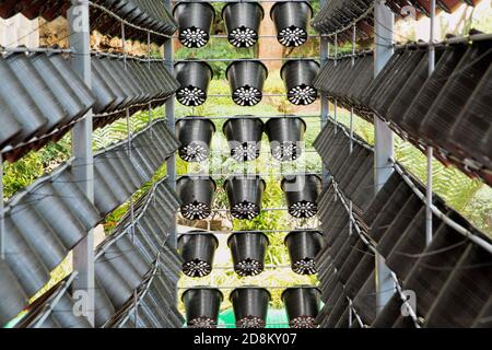 The background of old plant plastic pot hanging on metal fence at garden. Stock Photo
