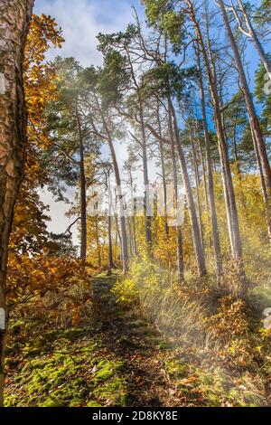 Sunny autumn morning in the forest. Warm autumn. The sun shines through the trees. Forest in the Czech Republic. Stock Photo