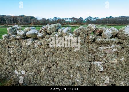 Lichen on a drystone wall Stock Photo