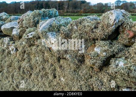 Lichen on a drystone wall Stock Photo