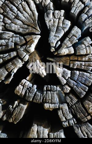 Tree cracked from center sawn old gray trunk, background texture close up detail Stock Photo