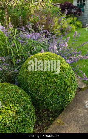 Landscaped private garden (contemporary design, summer flowers, flowering border plants, shrubs, box balls, shed, lawn, path) - Yorkshire, England, UK Stock Photo