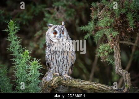 An alert long eared owl is perched on a branch looking slightly up to the right with large wide open orange eyes and it is surrounded by gorse Stock Photo