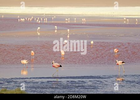 Flock of Flamingos Grazing on Laguna Colorada or the Red Lagoon, the Salt Lake in the Bolivian Altiplano, Potosi Department, Bolivia Stock Photo