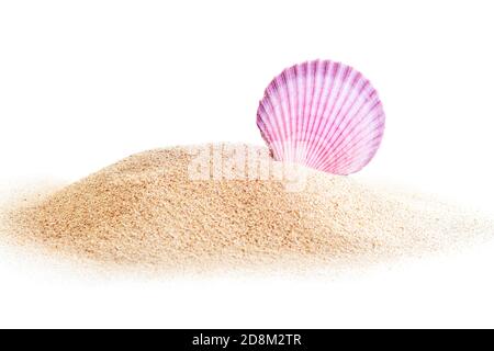 Pink purple Sea shell in sand pile isolated on white background Stock Photo