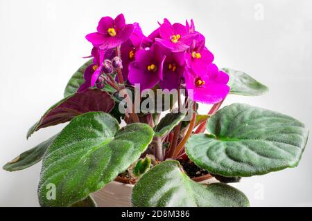 Colourful bright pink to purple flowers of African violets (Saintpaulia) Stock Photo