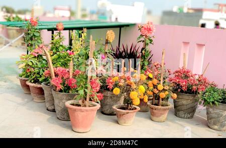 Small herb and flower garden built on terrace or roof in india Stock Photo