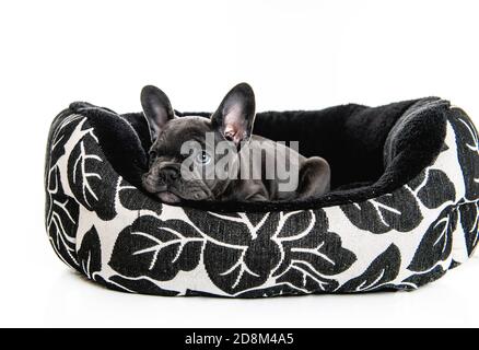 Black French bulldog puppy over a white background lay on basket Stock Photo