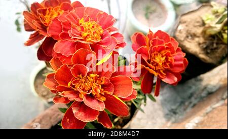 A tagetes patula french marigold in bloom, orange yellow bunch of flowers, green leaves, small shrub Stock Photo