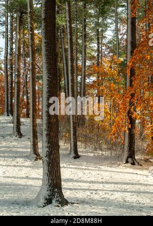 Rare early snowfall in October, Kingston State Park, New Hampshire, New England USA Stock Photo