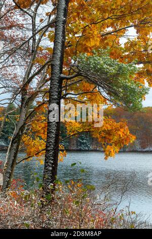 Rare early snowfall in October, Kingston State Park, New Hampshire, New England USA Stock Photo