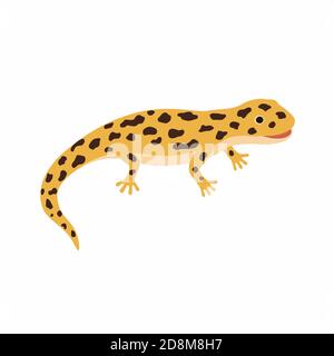 Yellow lizard, spotted Salamander isolated on white background. Stock Vector