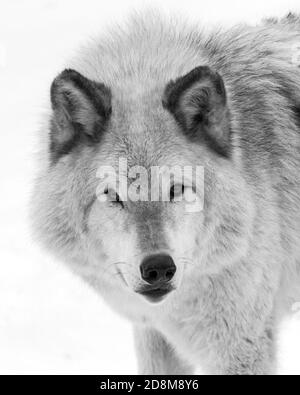 Black and white staring Grey Wolf extreme close up portrait Stock Photo