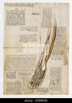 Leonardo da Vinci. The superficial anatomy of the foot and lower leg. 1510. Pen and ink Stock Photo