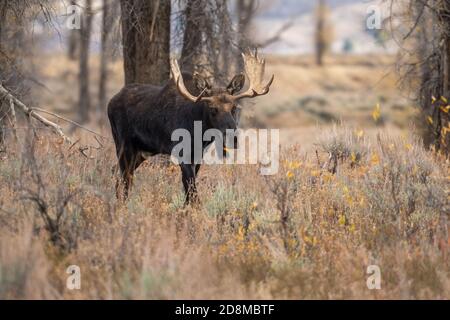Large bull elk in the woods in Grand Teton National Park Stock Photo