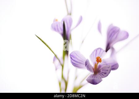 Purple crocus flowers isolated on bright white background. Stock Photo