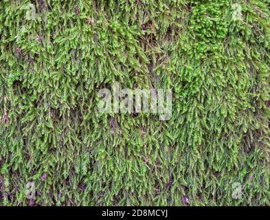 Close up with natural green moss on a bark tree. Stock Photo