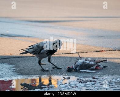 A hooded crow (Corvus Cornix) standing beside the corpse of a pigeon Stock Photo