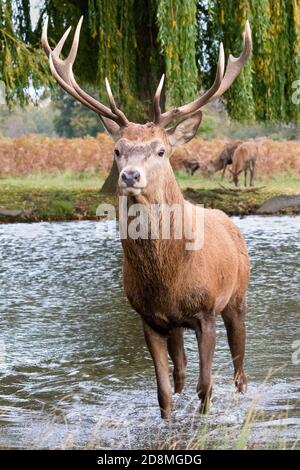 A red deer stag stands proudly in the cold Autumn water of a lake in Bushy Park, West London Stock Photo