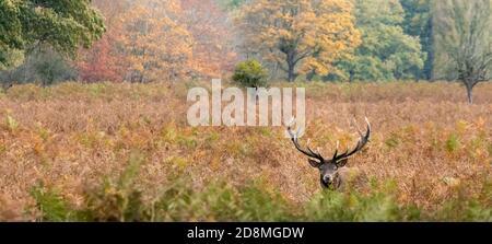 A muddy red deer stag lies in Autumnal bracken in Bushy Park, West London Stock Photo