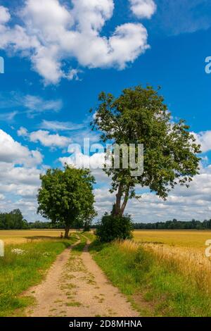 Sunny summer british countryside scene with blue sky, white clouds and a track leading into the distance. Stock Photo