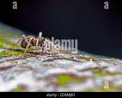 An ant on the move Stock Photo