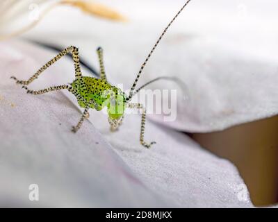 Side on with a Speckled bush cricket (Leptophyes punctatissima) in the back garden Stock Photo