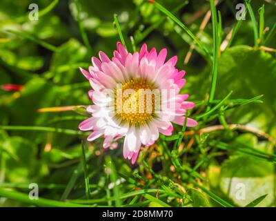 Bellis perennis blossom, close up. White pink flower with yellow center. Lawn daisy or English daisy bloom in meadow. Asteraceae family. Macro image. Stock Photo