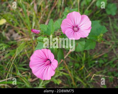 Lavatera or wild Mallow pink blossoms. Malva Sylvestris or Rose Hollyhock flower with bright pink veins is herbaceous plant in the family of Malvaceae Stock Photo