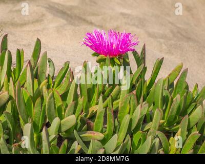 Pink flowering sea fig blossom in the sandy background close up. Carpobrotus chilensis or edulis flower, ground creeping plant in the family Aizoaceae Stock Photo