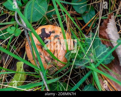 bloody milk cap mushroom (Lactarius sanguifluus) hidden under the vegetation in the forest Stock Photo