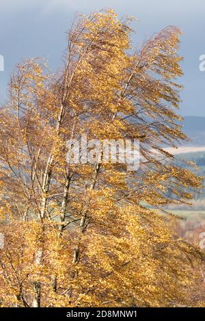 Silver Birch betula pendula leaves blowing in autumn wind - UK Stock Photo
