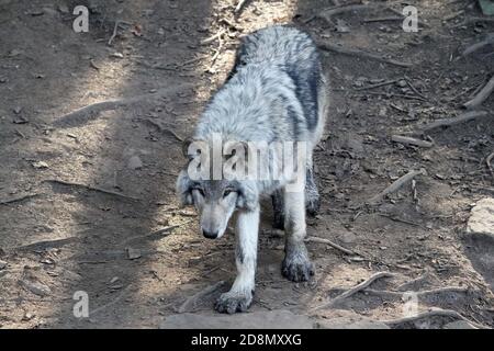 Timber Wolves in family group (pack) Stock Photo