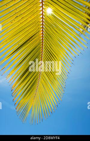 Detail of tropical palm leaf against blue sky. Close-up, vertical shot.  Coiba National Park, Panama, Central America Stock Photo