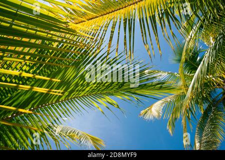 Close-up shot of sunlit, lush green tropical palm leaves. Natural, abstract background photo. Coiba National Park, Panama, Central America Stock Photo
