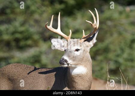 White tailed deer in forest Stock Photo