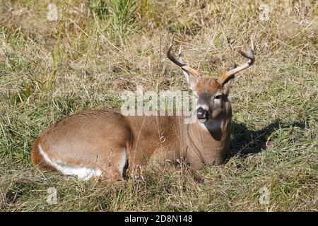 White tailed deer in forest Stock Photo