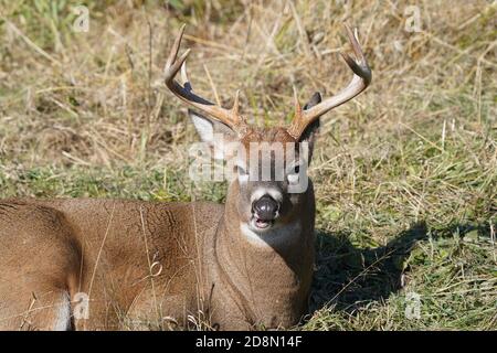 White tailed deer in forest Stock Photo