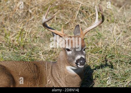 White tailed deer in forest Stock Photo