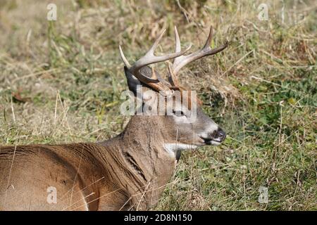 White tailed deer in forest Stock Photo