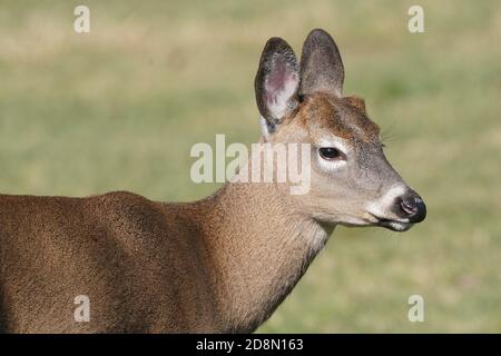 White tailed deer in forest Stock Photo