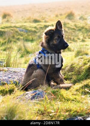 Wet German Shepard Stock Photo Alamy