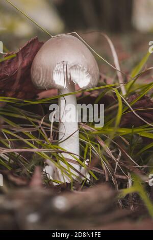 Amanita vaginata known as grisette is edible wild mushroom Stock Photo