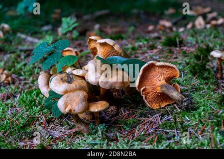 Hygrophoropsis Aurantiaca or False Chanterelle group in pine woods. Stock Photo