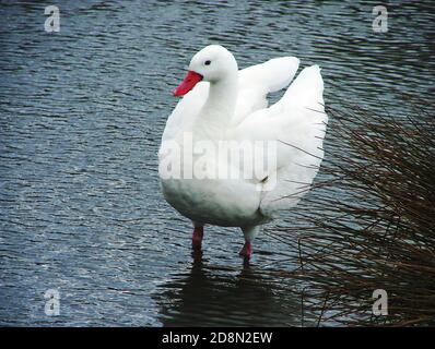 White Morph Snow goose (Anser caerulescens) often referred to as the white geese or light geese, breeding in North America, it's a visitor to Britain Stock Photo