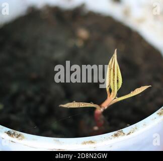 A young mango seedling growing out of soil Stock Photo