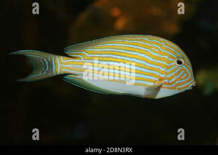 Clown Surgeonfish Acanthurus lineatus Stock Photo