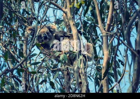 Koala bear holding baby in a tree in Australia. Stock Photo