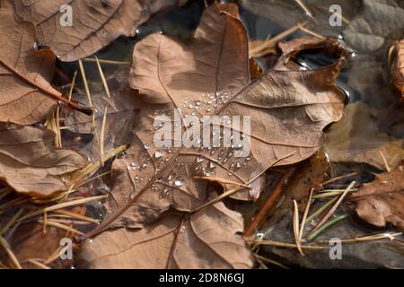Brown autumn oak leaf, Quercus sp., floating in water with water droplets, close-up view Stock Photo
